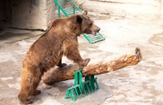 In the metropolitan zoo, a woman threw her daughter into an aviary to the bear