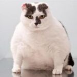 How to lose weight for a cat?