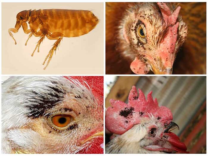  how to get rid of fleas in chickens
